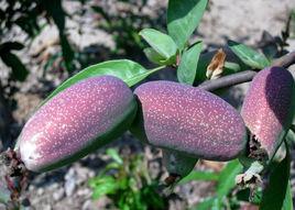 沂州木瓜 沂州木瓜