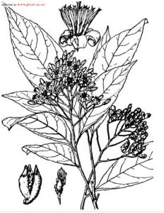 山茉莉屬 山茉莉屬