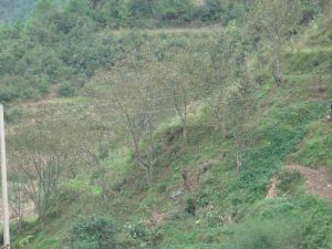 烏龍口二村 烏龍口二村