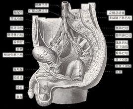 骶淋巴結 骶淋巴結