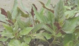 觀音莧根 觀音莧根