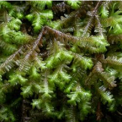 平葉細鞭苔 平葉細鞭苔