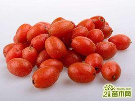 羊奶果糖飲 羊奶果糖飲