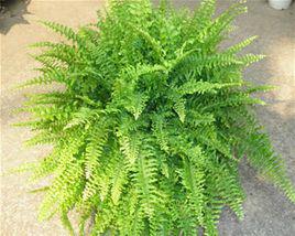波斯頓蕨 波斯頓蕨