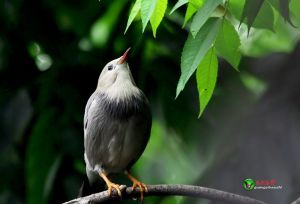 絲光瓊鳥 絲光瓊鳥