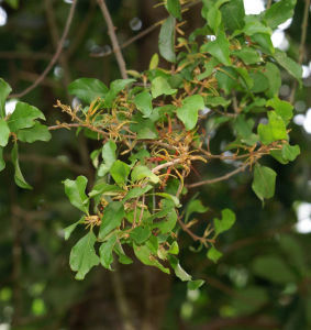 吉隆桑寄生 吉隆桑寄生