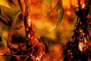 藥用植物白朮根腐病