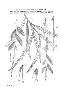 細葉蒿柳（變種）