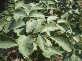 接骨木葉[接骨木葉]