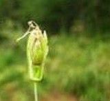 長柄果飄拂草 長柄果飄拂草