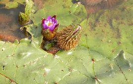 芡[睡蓮科植物]