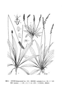 來源：中國植物志原版墨線圖