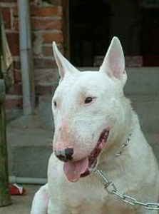 怪異殺手牛頭梗 怪異殺手牛頭梗