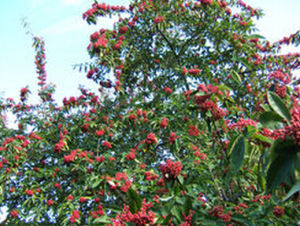 西昌栒子 西昌栒子