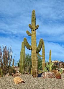 北美洲巨人柱 北美洲巨人柱