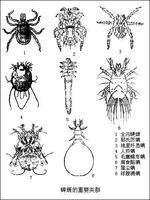 吸血昆蟲 吸血昆蟲