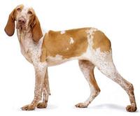 義大利布拉科犬