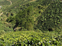 哥斯大黎加咖啡