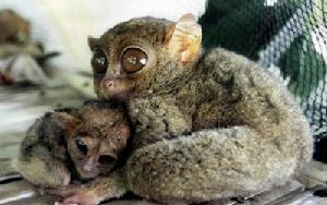 菲律賓跗猴 菲律賓跗猴