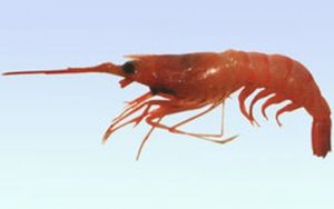 中華缺鞭米蝦 中華缺鞭米蝦