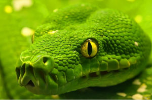 蛇[覺小墨的詩歌]