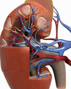 腎構造 