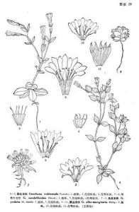 膜邊龍膽 膜邊龍膽