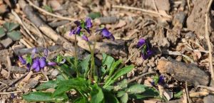 長距堇菜 長距堇菜