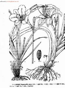 黃花萱草 黃花萱草