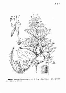 來源:中國植物志原版墨線圖
