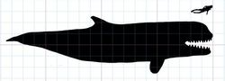梅爾維爾鯨