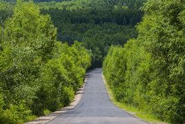 林區道路 林區道路