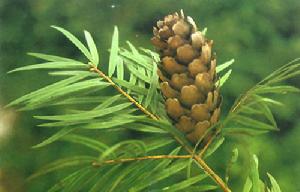 海南油杉 海南油杉