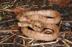 （圖）台灣鈍頭蛇