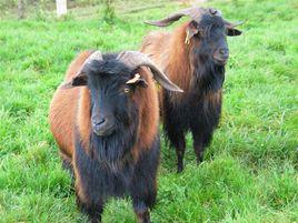 龍陵黃山羊 龍陵黃山羊