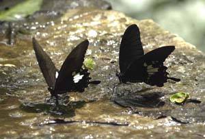 小七孔繁茂的植被，清澈的河流成為眾多蝴蝶棲息地