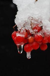 紅豆上的相思淚 紅豆上的相思淚