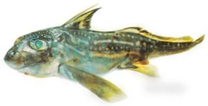 喬氏銀鮫 喬氏銀鮫