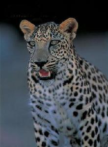 阿拉伯豹 阿拉伯豹