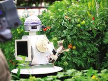 農業機器人在採摘西紅柿