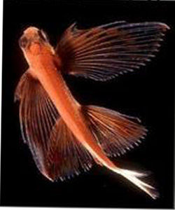 羽須唇飛魚 羽須唇飛魚