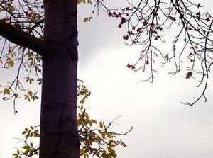 爪哇木棉屬 爪哇木棉屬