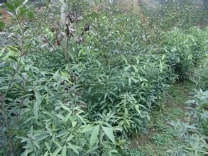 黔桂潤楠 黔桂潤楠