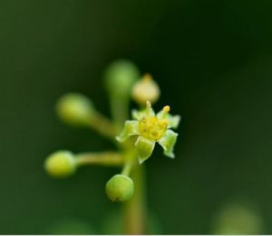 掌裂草葡萄 掌裂草葡萄