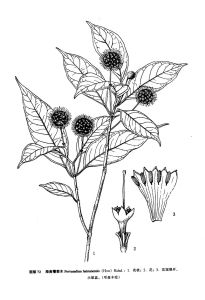 毛滇丁香 毛滇丁香