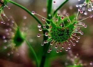 新月茅膏菜 新月茅膏菜