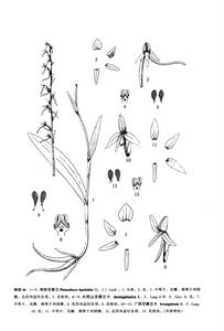 麗江舌唇蘭 麗江舌唇蘭