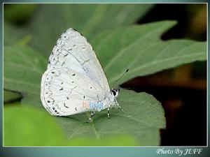 大紫琉璃灰蝶 大紫琉璃灰蝶