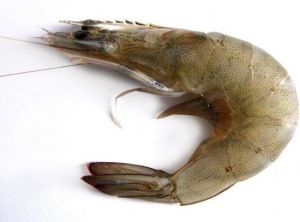 日本毛蝦 日本毛蝦