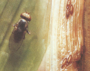 水稻菲島毛眼水蠅 水稻菲島毛眼水蠅